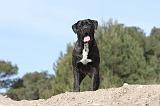CANE CORSO 431